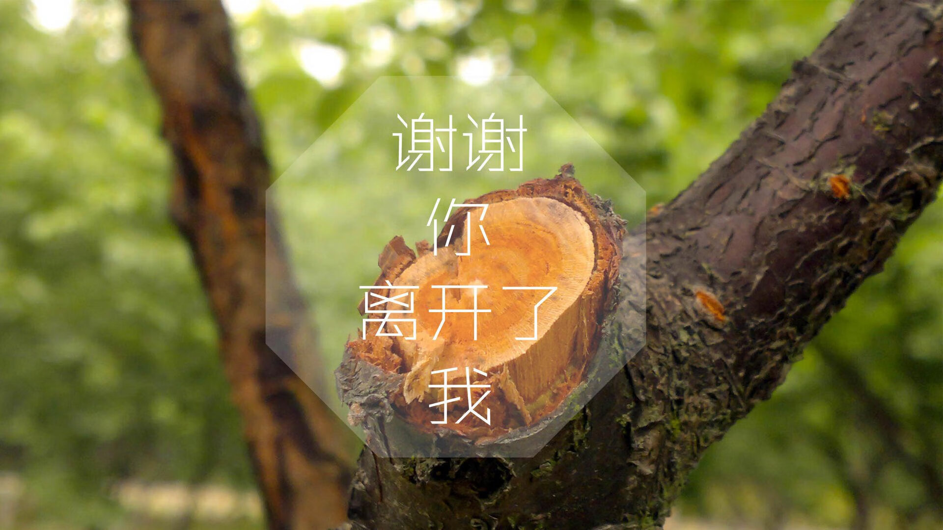 开云官网APP下载-决赛看点：阿根廷对决卫冕冠军，阿根廷进决赛