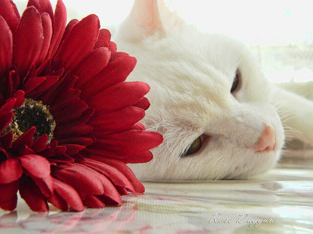 曼联边后卫助攻频繁拉开宽度,曼联史上十大最强边后卫