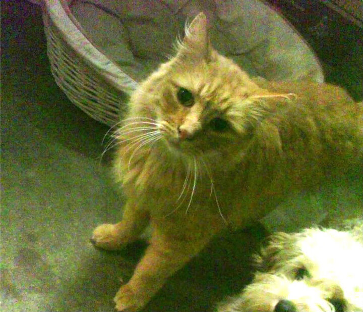 KAIYUN 中国大陆-自由泳划水节奏与疲劳曲线对照分析,自由泳划水效率提高