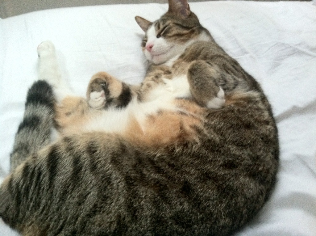 KAIYUN 中国大陆-辽宁飞豹球员体能训练科学化取得明显成效,辽宁飞豹现役球员